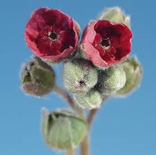 Attēlu rezultāti vaicājumam “Cynoglossum officinale fruit”
