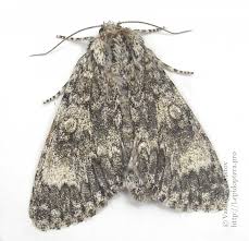 Attēlu rezultāti vaicājumam “Acronicta megacephala larva”