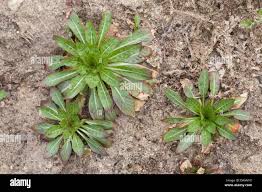 Attēlu rezultāti vaicājumam “Oenothera biennis leaf”