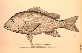 Image result for Lutjanus campechanus