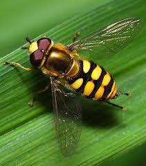 Attēlu rezultāti vaicājumam “Eupeodes corollae”