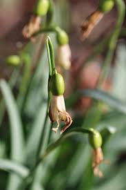 Attēlu rezultāti vaicājumam “Galanthus nivalis bud”