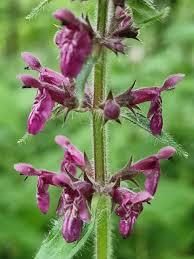 Attēlu rezultāti vaicājumam “Stachys sylvatica”