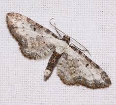 Attēlu rezultāti vaicājumam “Eupithecia succenturiata”