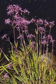 Image result for Lychnis flos-cuculi