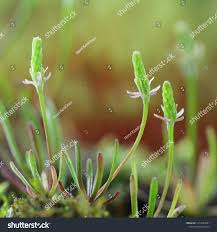 Attēlu rezultāti vaicājumam “Myosurus minimus flower”