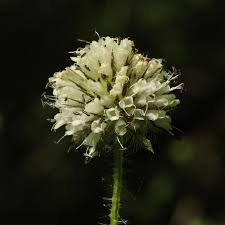 Image result for Dipsacus pilosus