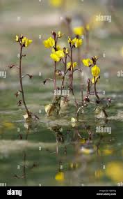 Attēlu rezultāti vaicājumam “Utricularia vulgaris flower”