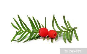 Attēlu rezultāti vaicājumam “Taxus baccata fruit”