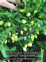 Afbeeldingsresultaat voor white habanero hot pepper