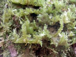 Attēlu rezultāti vaicājumam “Serpoleskea subtilis”