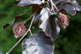 Attēlu rezultāti vaicājumam “Fagus sylvatica fruit”