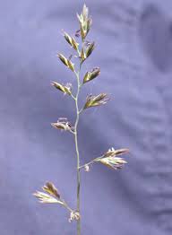Attēlu rezultāti vaicājumam “Festuca ovina flower”
