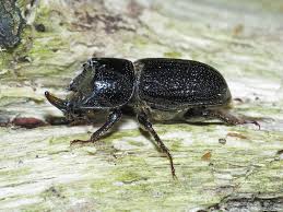 Attēlu rezultāti vaicājumam “Sinodendron cylindricum male”