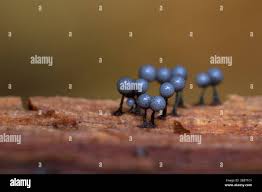 Attēlu rezultāti vaicājumam “Cribraria argillacea spores”