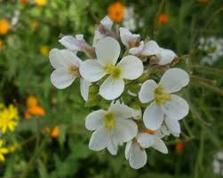 Attēlu rezultāti vaicājumam “Raphanus raphanistrum flower”