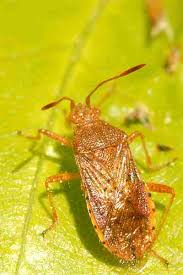 Attēlu rezultāti vaicājumam “Rhopalus maculatus”