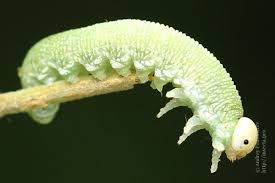Attēlu rezultāti vaicājumam “Trichiosoma larva”
