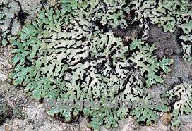 Attēlu rezultāti vaicājumam “Menegazzia terebrata”