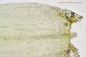 Attēlu rezultāti vaicājumam “Straminergon stramineum”