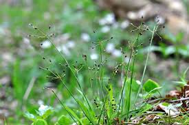 Attēlu rezultāti vaicājumam “Luzula pilosa”