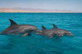 Afbeeldingsresultaat voor dolfijnen
