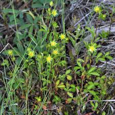 Attēlu rezultāti vaicājumam “Potentilla norvegica”