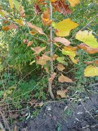 Image result for Sycamore Ttc