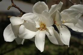 Attēlu rezultāti vaicājumam “Magnolia kobus flower”