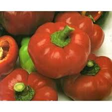 Afbeeldingsresultaat voor topepo giallo sweet pepper