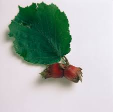 Attēlu rezultāti vaicājumam “Corylus avellana fruit”