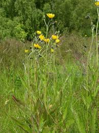 Attēlu rezultāti vaicājumam “Hieracium vulgatum”