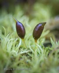 Attēlu rezultāti vaicājumam “Weissia squarrosa”