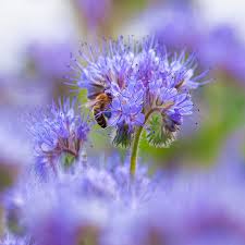 Attēlu rezultāti vaicājumam “Phacelia tanacetifolia”