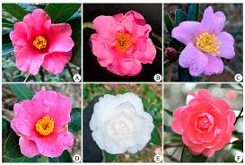 Attēlu rezultāti vaicājumam “Elymus caninus fruit”