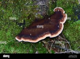 Attēlu rezultāti vaicājumam “Heterobasidion annosum”