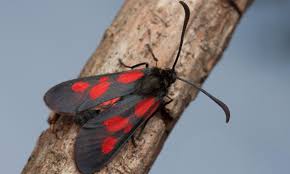 Attēlu rezultāti vaicājumam “Zygaena viciae”