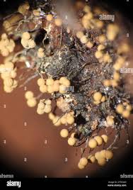 Attēlu rezultāti vaicājumam “Cribraria aurantiaca spores”