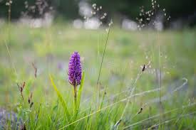 Attēlu rezultāti vaicājumam “Dactylorhiza incarnata flower”