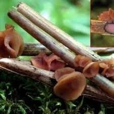 Attēlu rezultāti vaicājumam “Myriosclerotinia scirpicola”