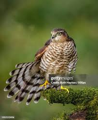 Attēlu rezultāti vaicājumam “Accipiter nisus”