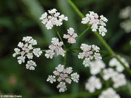Attēlu rezultāti vaicājumam “Torilis japonica fruit”