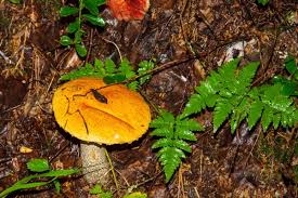 Attēlu rezultāti vaicājumam “Mycena renati”