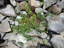 Attēlu rezultāti vaicājumam “Potentilla erecta bud”