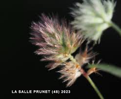 Attēlu rezultāti vaicājumam “Trifolium arvense fruit”