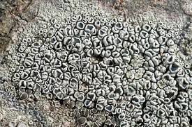 Attēlu rezultāti vaicājumam “Lecanora albella”