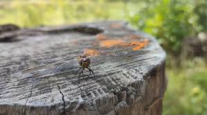 Attēlu rezultāti vaicājumam “Sympetrum sanguineum female”