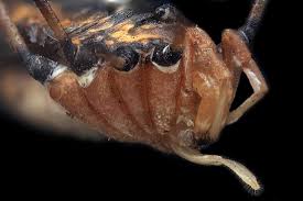 Attēlu rezultāti vaicājumam “Opiliones”