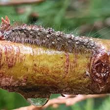 Attēlu rezultāti vaicājumam “Atolmis rubricollis”