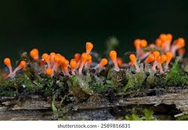 Attēlu rezultāti vaicājumam “Trichia sp.”